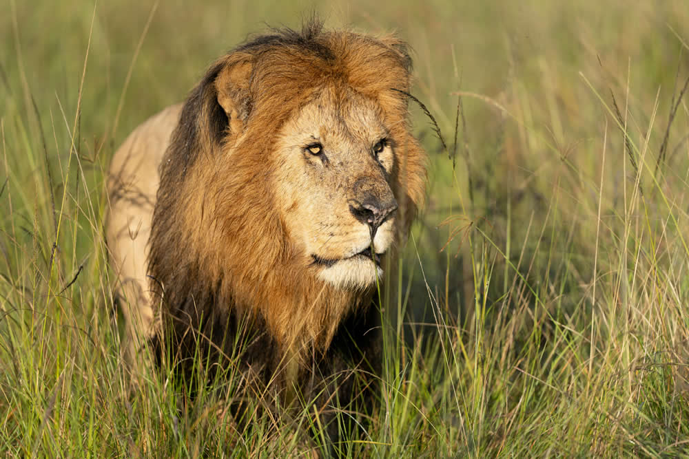 pexels-hugosykes-30705287 pexels-hugosykes-30705287